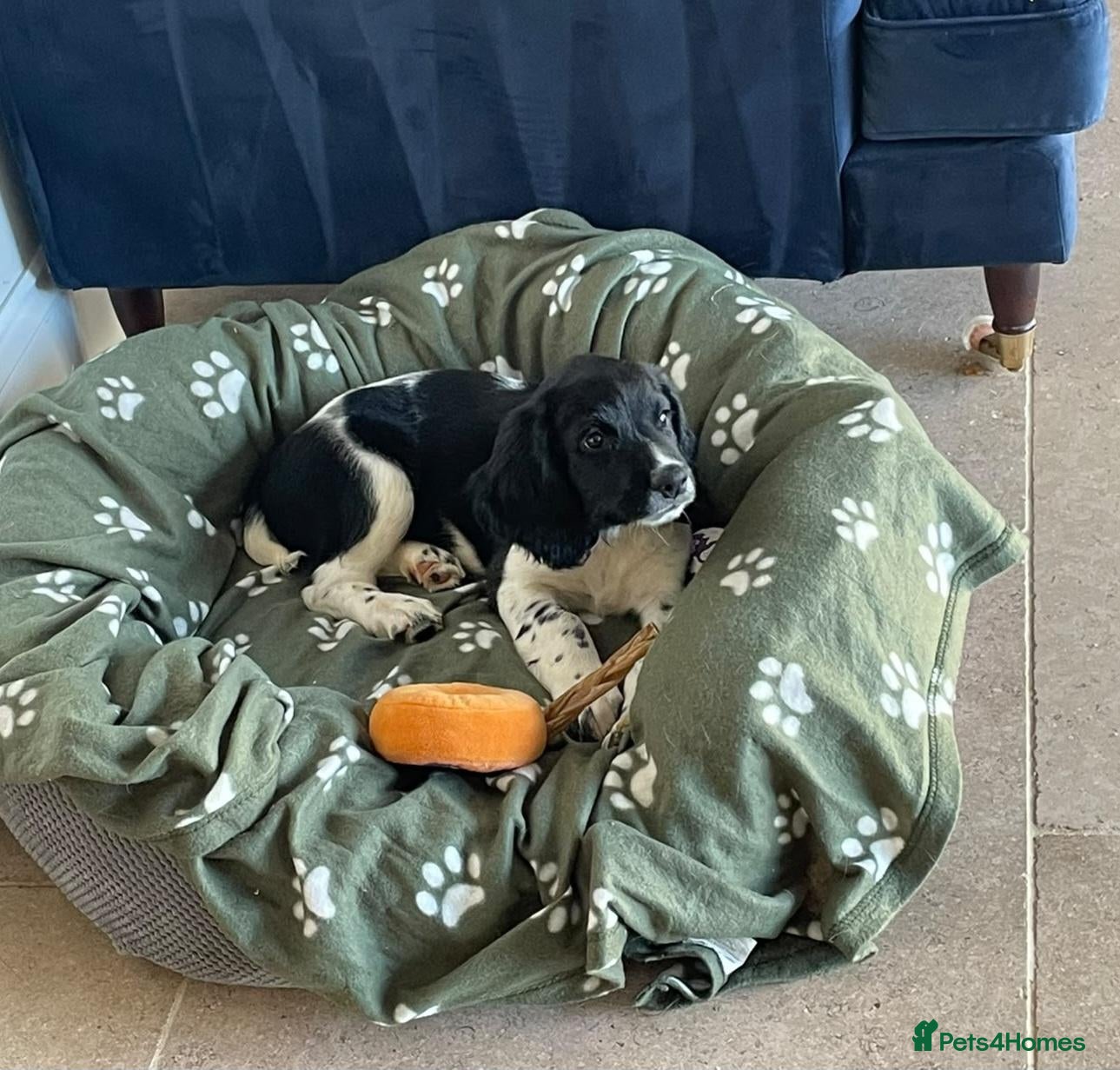 English Springer Spaniel dogs Male KC Springer Spaniel Puppy docked & dew claws - Advert 21