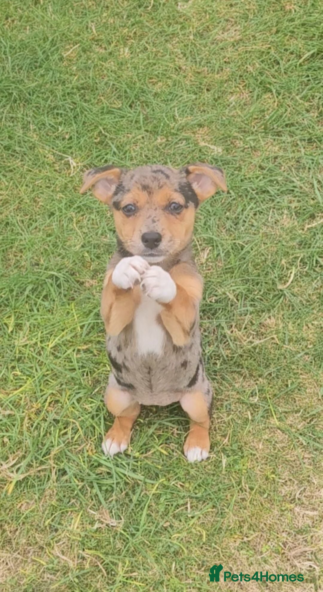 Jack Russell dogs JACK RUSSELL PUPPIES - Advert 8