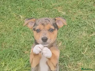 Jack Russell dogs JACK RUSSELL PUPPIES - Advert 8