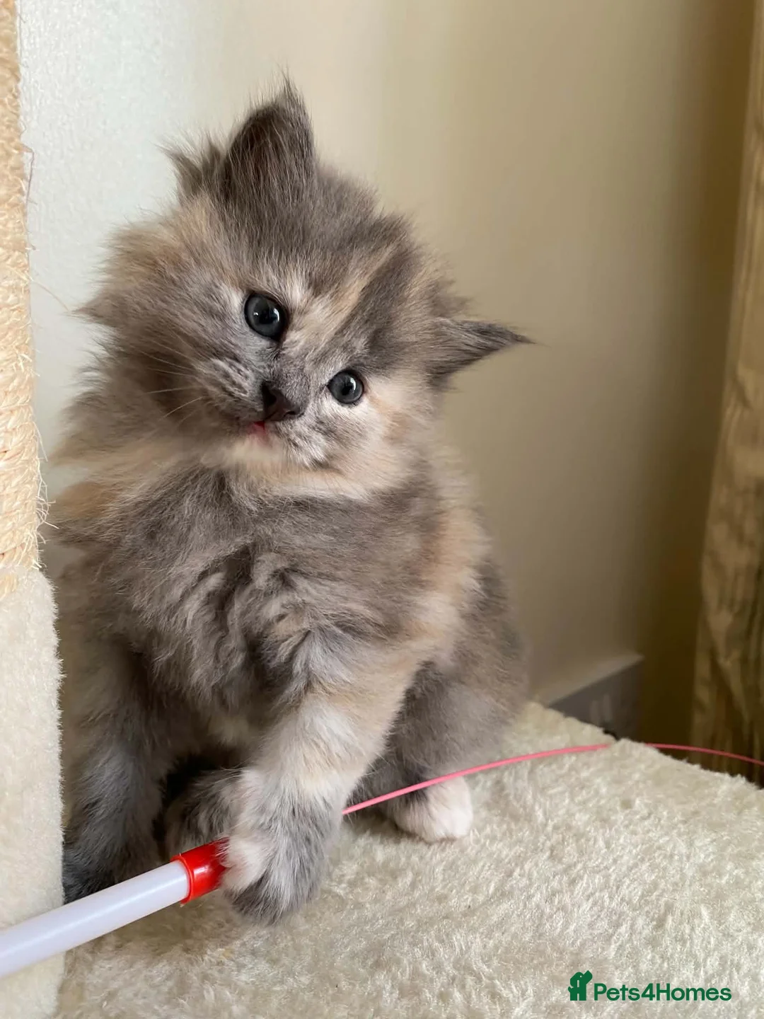 Siberian cats for sale: Siberian x Siberian Neva Masquerade Kittens - Advert 31