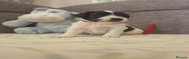 Miniature Schnauzer 6
