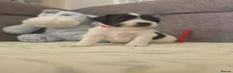 Miniature Schnauzer dogs for sale: Gorgeous kc registered miniature schnauzer puppies - Advert 21