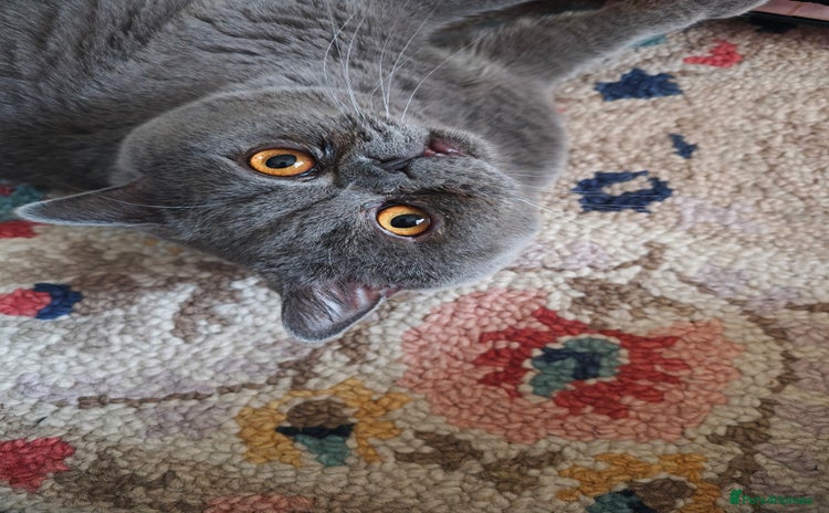 British Shorthair cats Borris - Advert 2