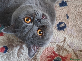 British Shorthair cats Borris - Advert 1