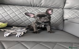 French Bulldog dogs for sale: French bulldog puppies for sale - Image 8