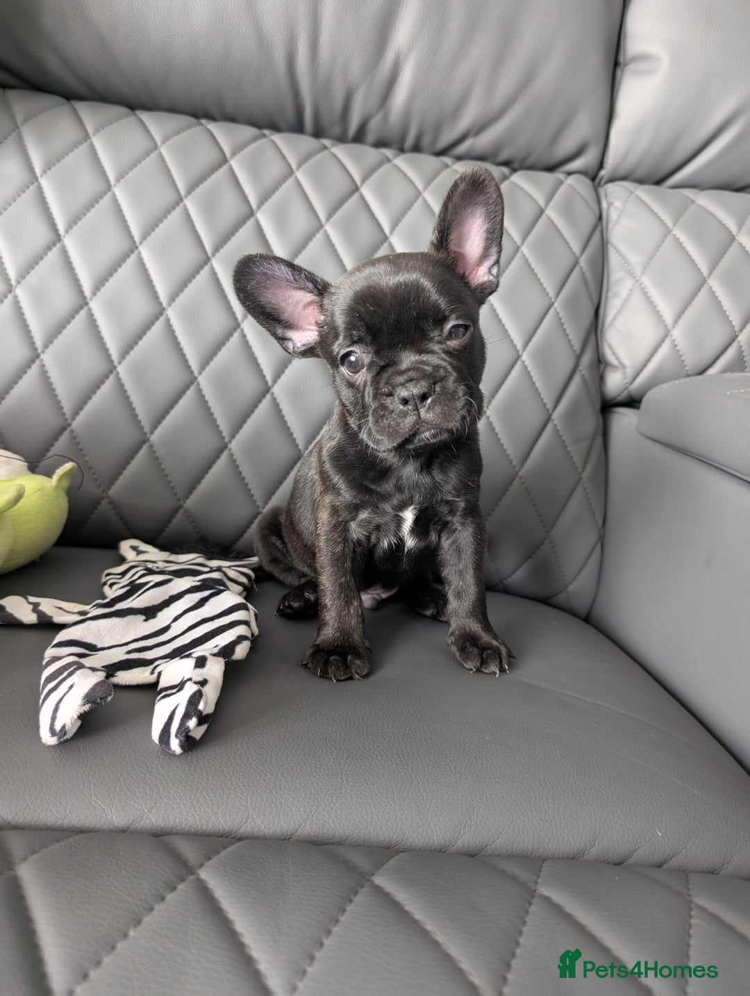 French Bulldog dogs for sale: French bulldog puppies for sale - Image 8