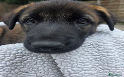 Belgian Shepherd Dog dogs for sale: belguim malinois free training provided - Image 32