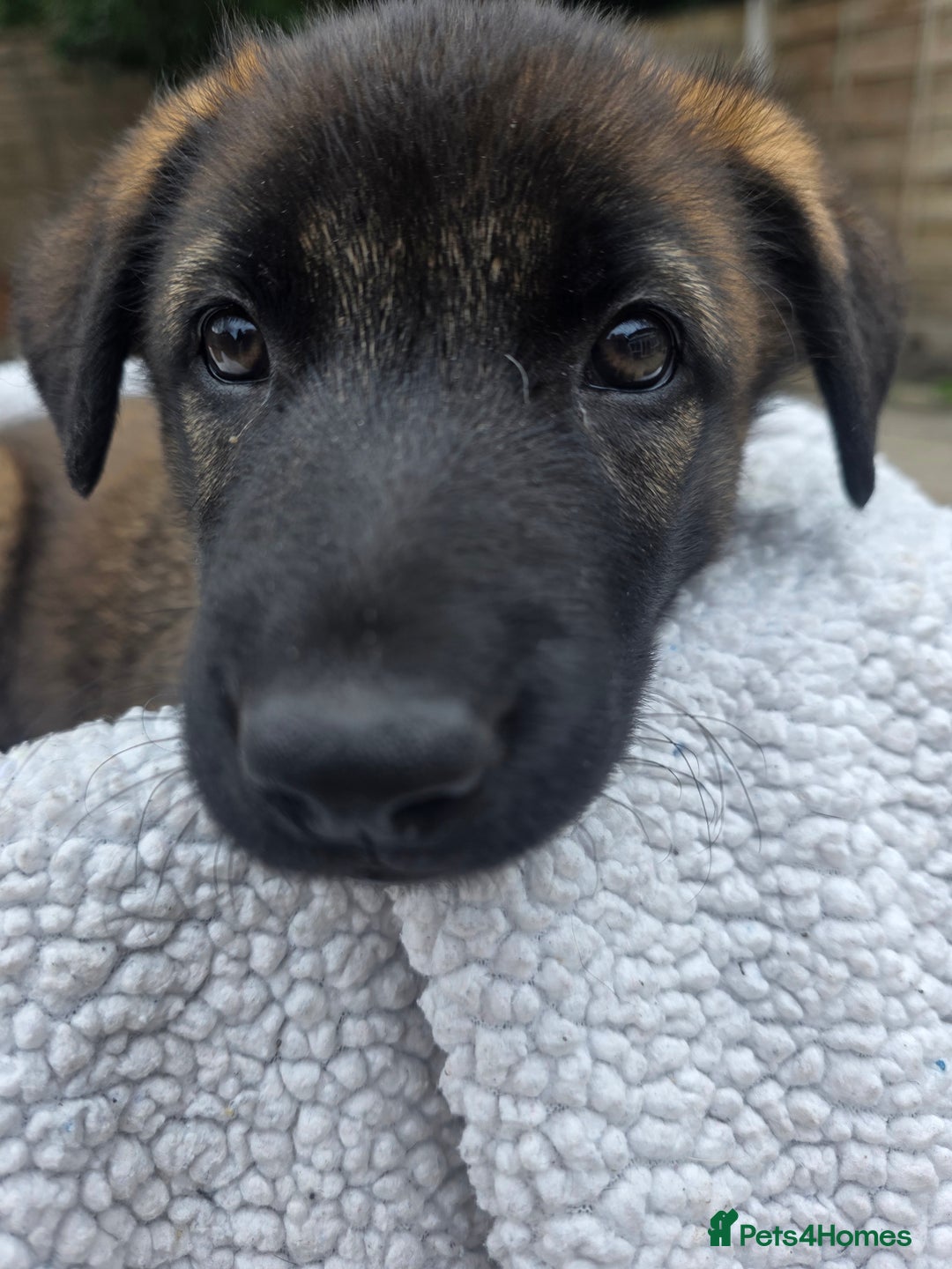 Belgian Shepherd Dog dogs for sale: belguim malinois free training provided - Image 32