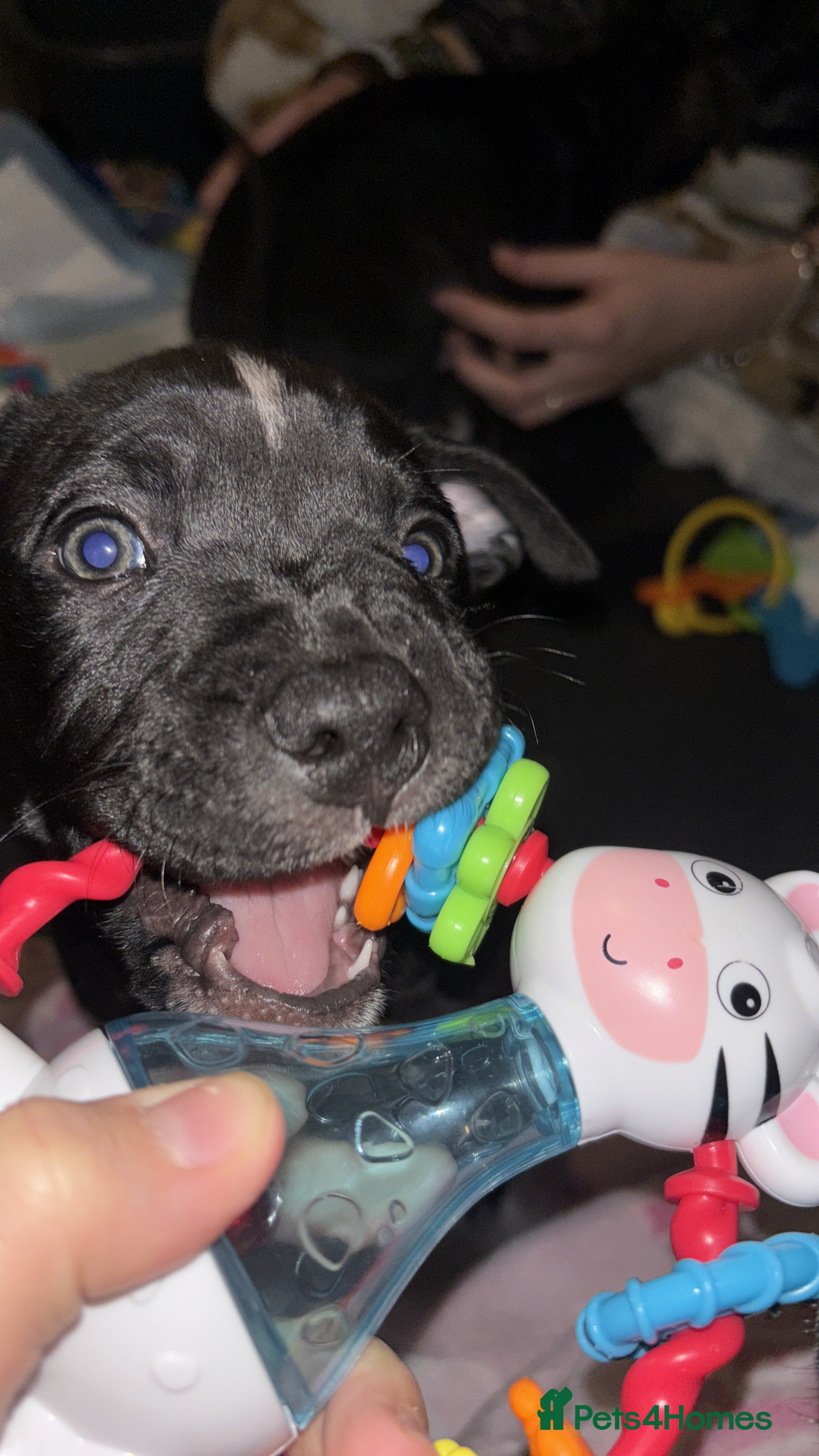 Staffordshire Bull Terrier dogs beautiful staff mastiff puppies.  - Advert 1