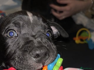 Staffordshire Bull Terrier dogs beautiful staff mastiff puppies. - Advert 1