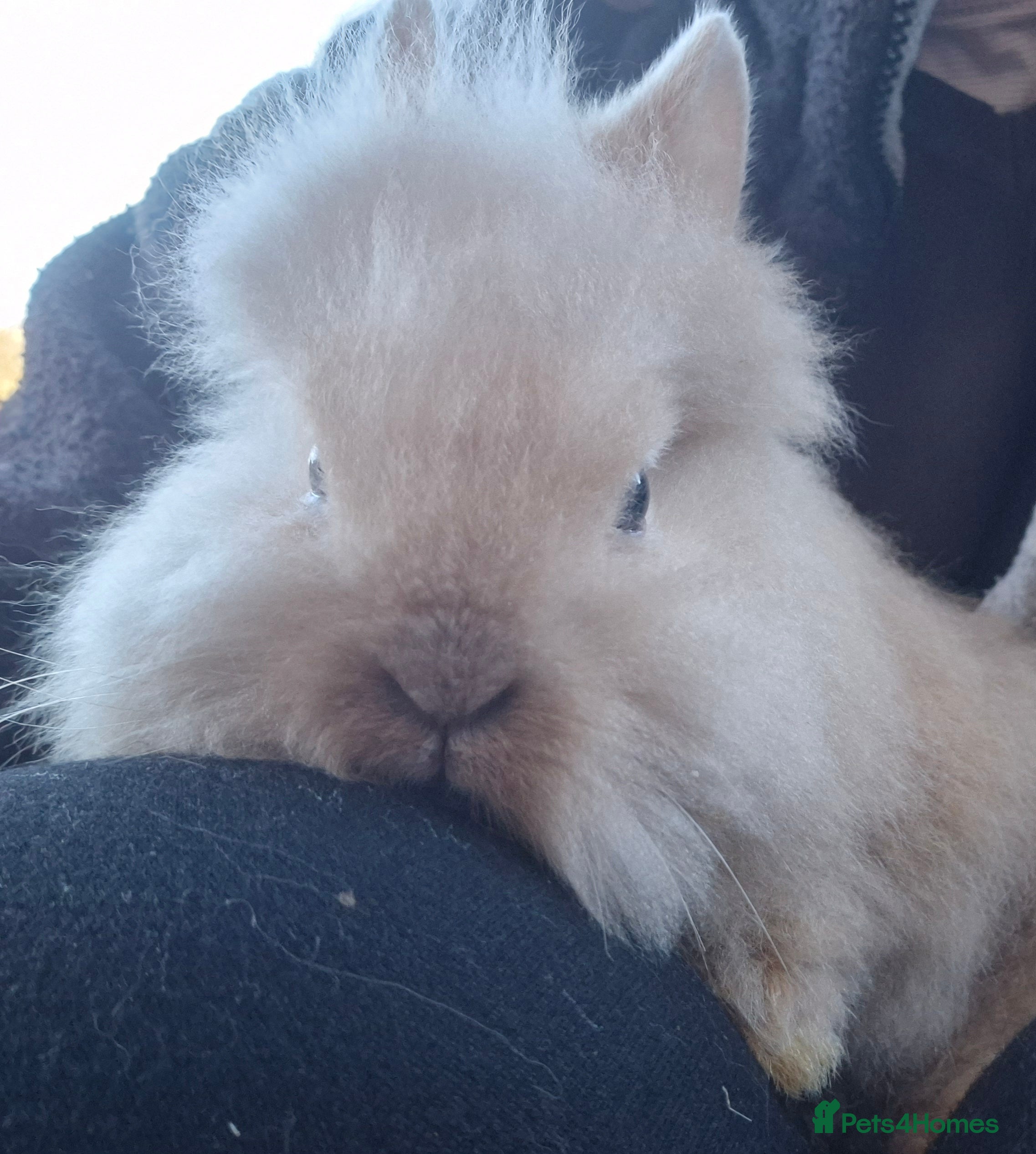 Mini Lop rabbits  lion heads. Ready now  - Advert 13