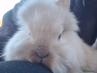 Mini Lop rabbits lion heads. Ready now - Advert 13