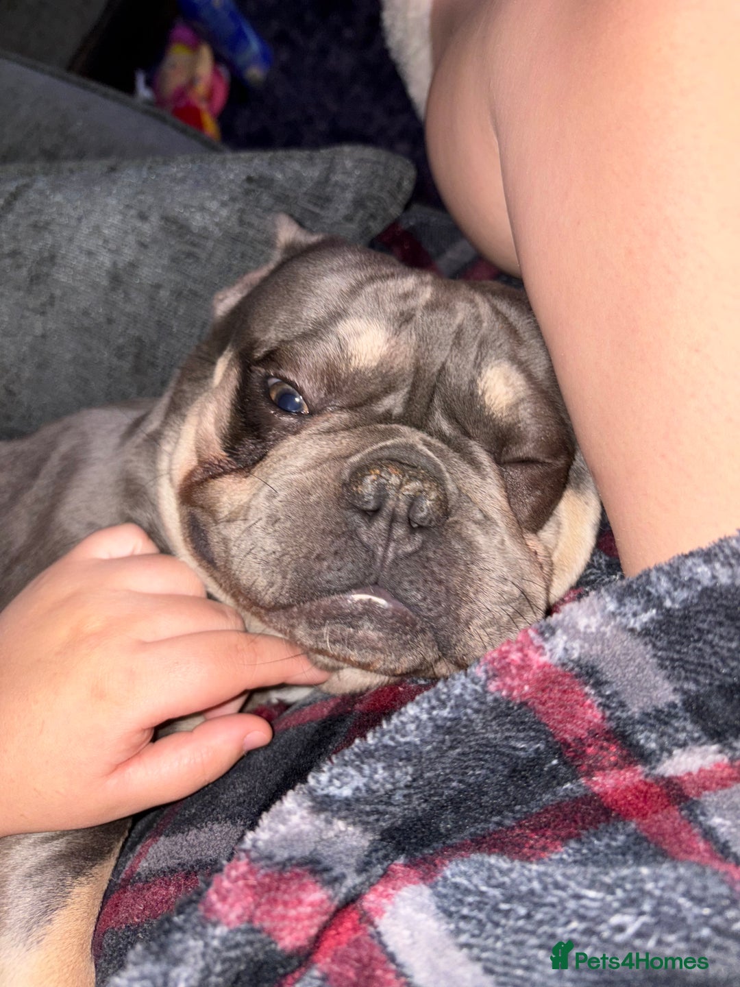 French Bulldog dogs for sale: French bulldog  - Image 2