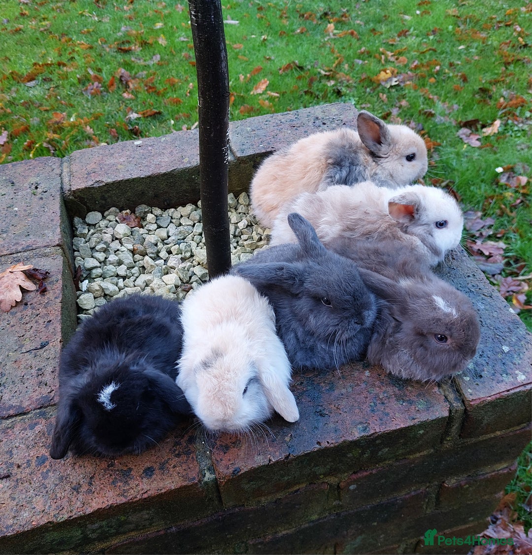 Mini Lop rabbits for sale: Stunning Mini Lop Baby Rabbits - Advert 3