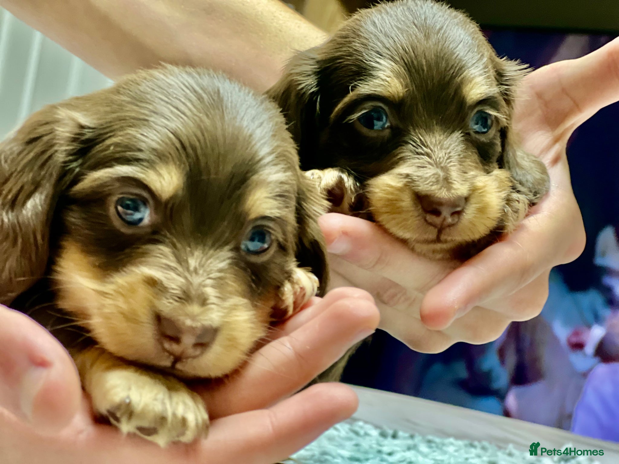 Miniature Dachshund dogs 🐾 Stunning Chocolate Cream Mini Longhair Boys ✨🐶 - Advert 13