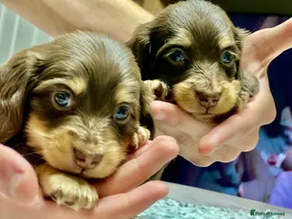 Miniature Dachshund dogs 🐾 Stunning Chocolate Cream Mini Longhair Boys ✨🐶 - Advert 13