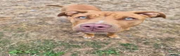Mixed Breed dogs for sale: Staffy/cross in Felixstowe - Advert 15