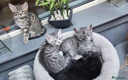 Maine Coon cats for sale: Maine coon cross kittens  - Advert 6