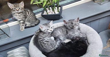 Maine Coon cats Maine coon cross kittens  - Advert 14