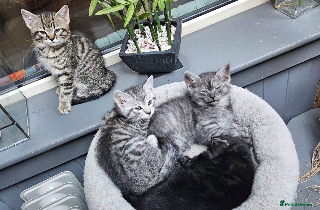 Maine Coon cats for sale: Maine coon cross kittens  - Advert 6