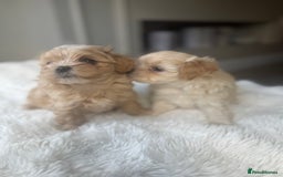 Maltipoo dogs for sale: Beautiful F1 Maltipoo puppies - Image 4