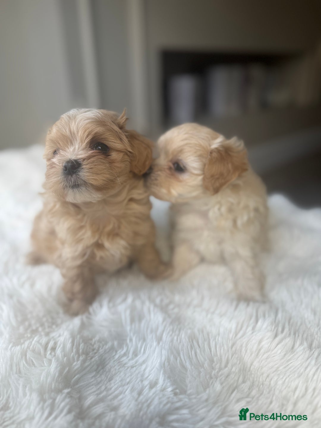 Maltipoo dogs for sale: Beautiful F1 Maltipoo puppies - Image 4