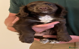 Cocker Spaniel dogs for sale: Outstanding Cocker Spaniel  - Image 11