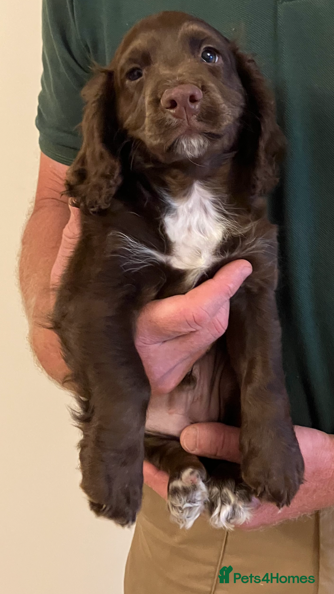 Cocker Spaniel dogs for sale: Outstanding Cocker Spaniel  - Image 11