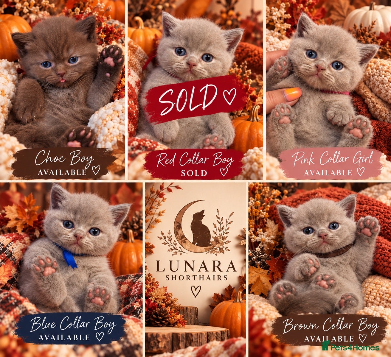 British Shorthair cats Supreme Champion Line British Shorthair Kittens - Advert 1