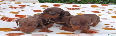 Miniature Dachshund 5