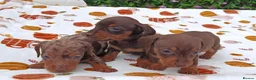 Miniature Dachshund dogs for sale: MINI DAXI KC REG PRA CLEAR - Advert 6