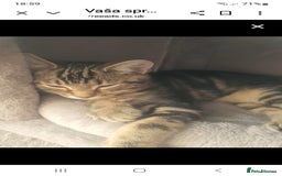 Mixed Breed cats for sale: boy for sale and girl - Image 2