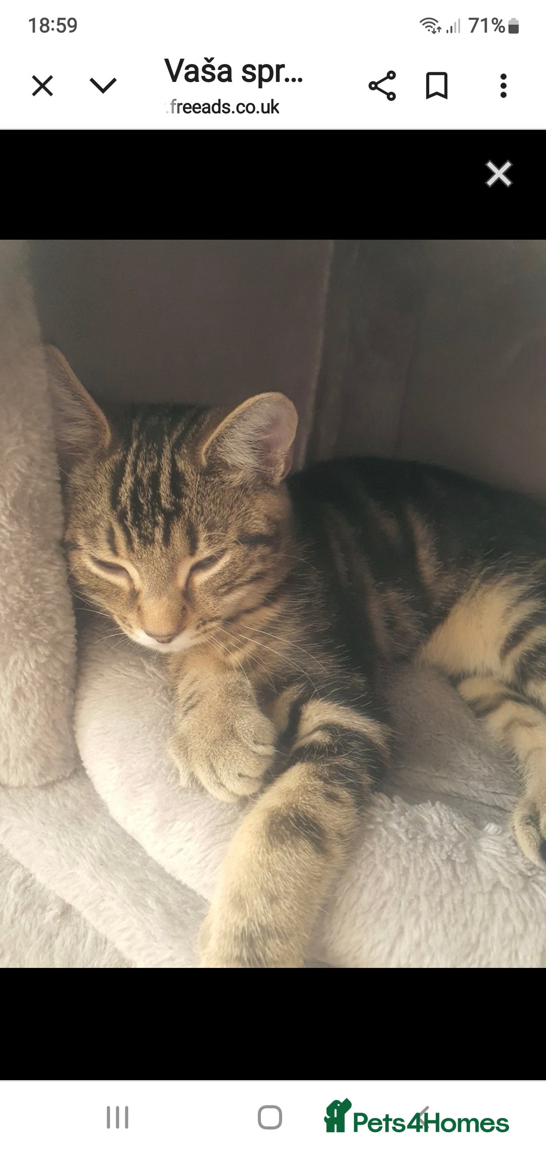 Mixed Breed cats for sale: boy for sale and girl - Image 2