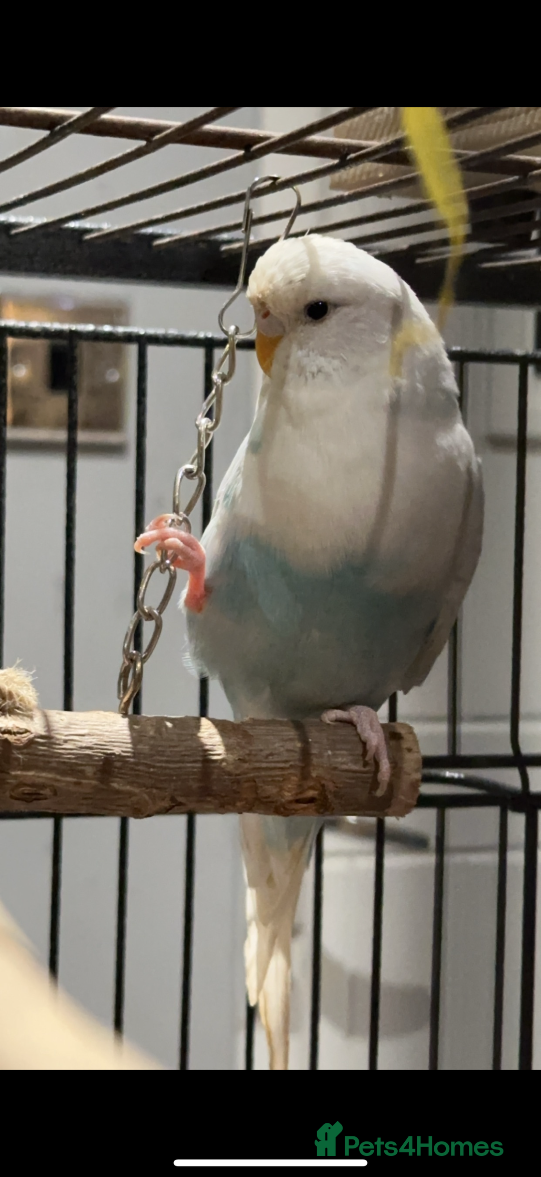 Budgerigars birds for sale: Beautiful white female budgie for rehome  - Image 2
