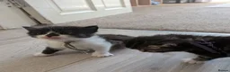 Mixed Breed cats for sale: Gorgeous kittens - Advert 10