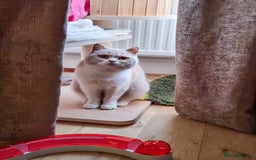 British Shorthair cats for sale: Retired fawn tortie + white British Shorthair  - Image 3