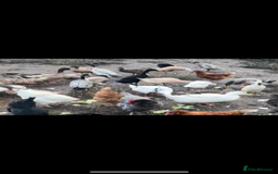 Ducks poultry for sale: Ducks for sale  - Image 1