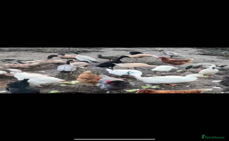 Ducks poultry - Advert 1