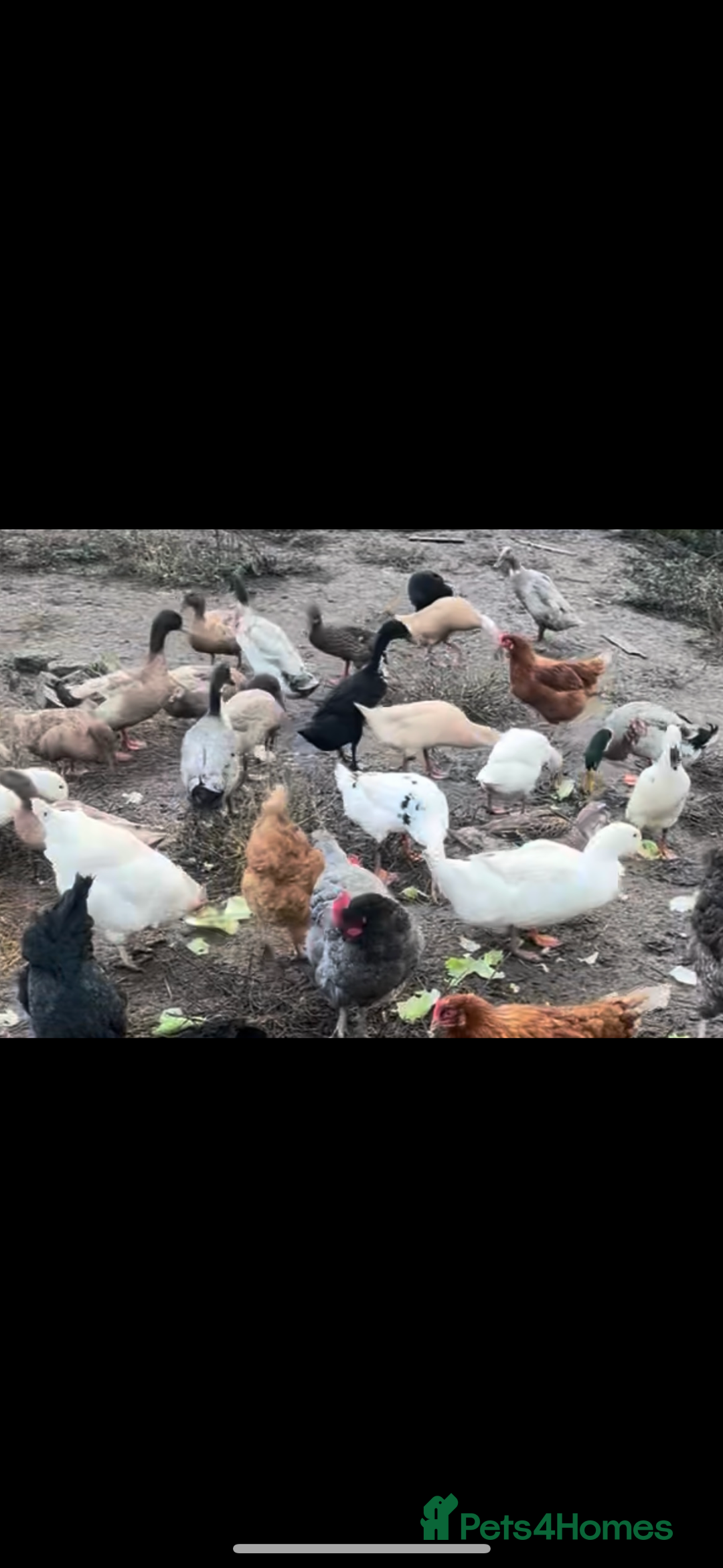 Ducks poultry for sale: Ducks for sale  - Image 1