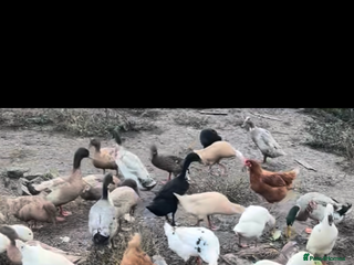 Ducks poultry - Advert 7