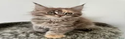 Maine Coon cats for sale: 🐾 Georgous TICA Maine Coon Kittens🐾 - Advert 8