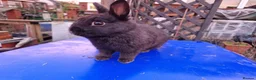 Mixed Breed rabbits for sale: Friendly, small, cute mixed breed bunnies  - Advert 7