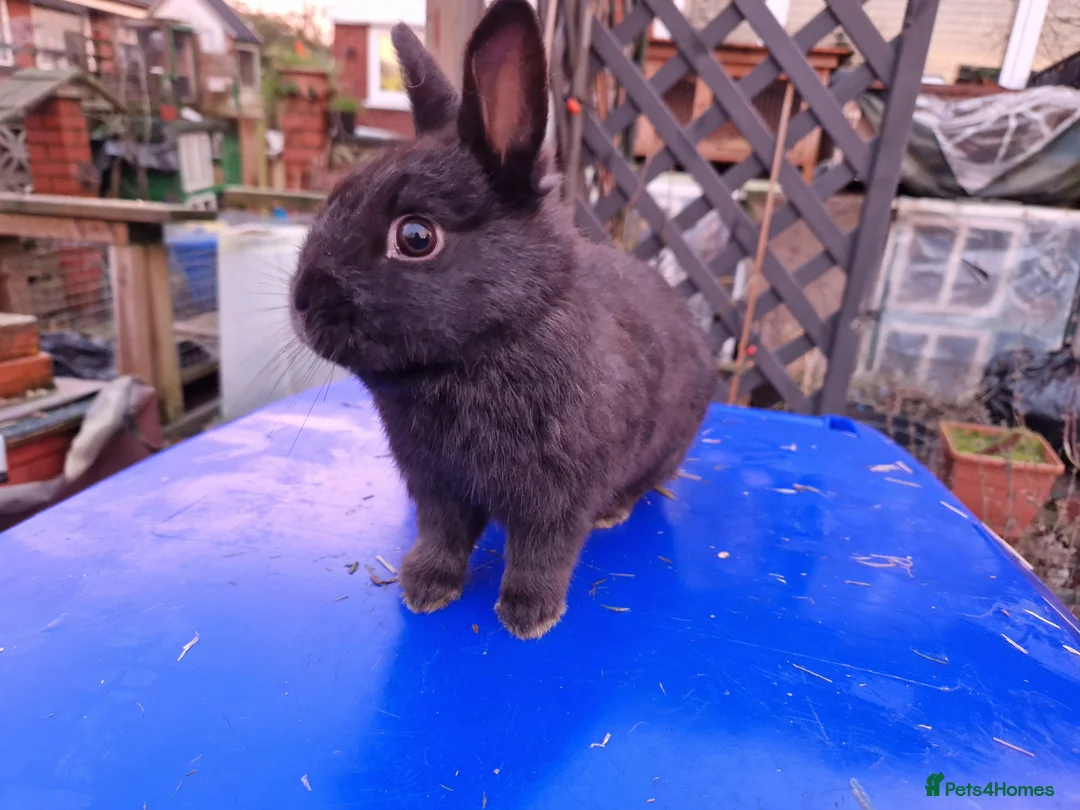 Mixed Breed rabbits for sale: Friendly, small, cute mixed breed bunnies  - Advert 7