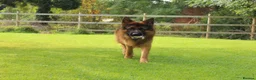 German Shepherd dogs for stud: Long Haired German Shephard For Stud  - Advert 2