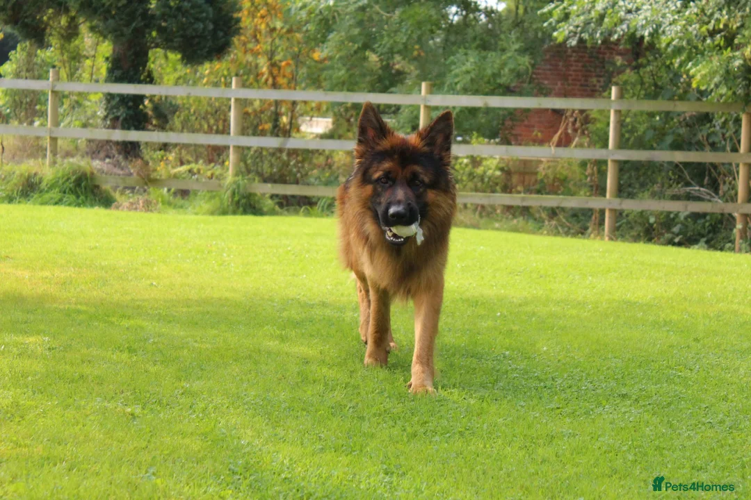 German Shepherd dogs for stud: Long Haired German Shephard For Stud  - Advert 2