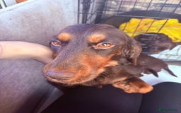 Cocker Spaniel dogs for sale:  Cocker spaniel puppies  - Image 1