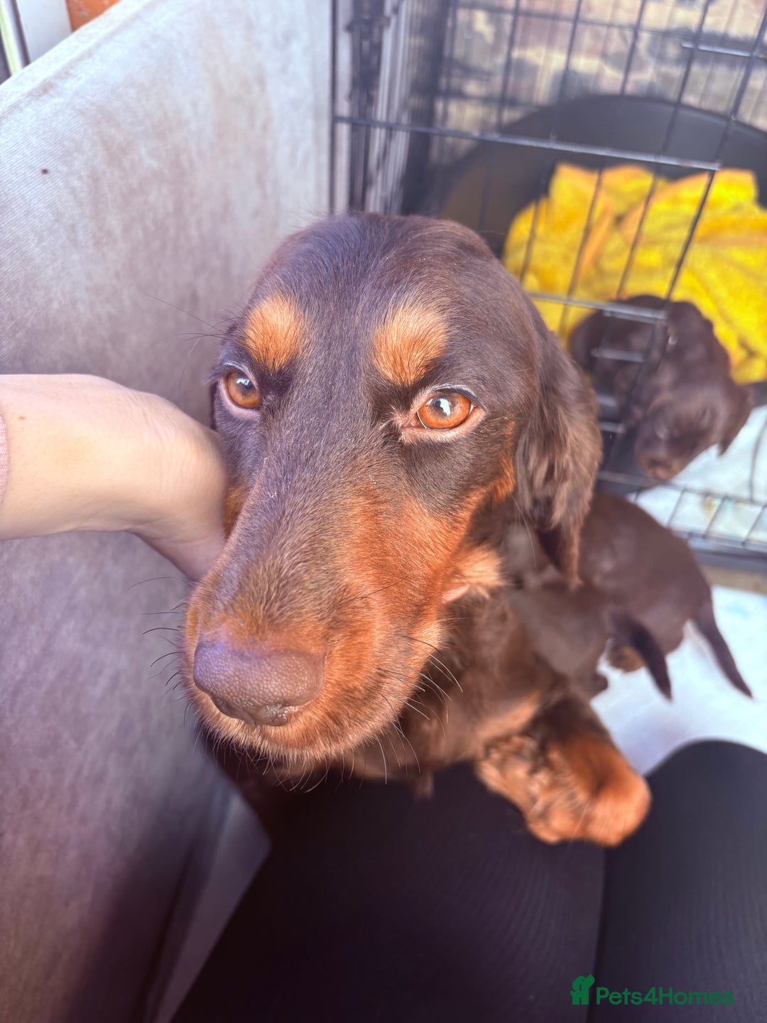 Cocker Spaniel dogs for sale:  Cocker spaniel puppies  - Image 1