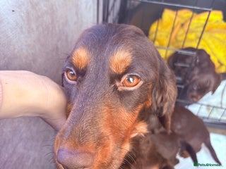 Cocker Spaniel dogs - Advert 26