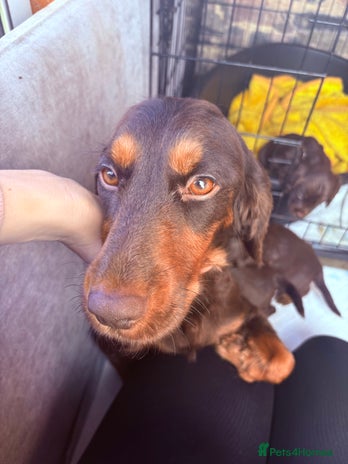 Cocker Spaniel dogs - Advert 1