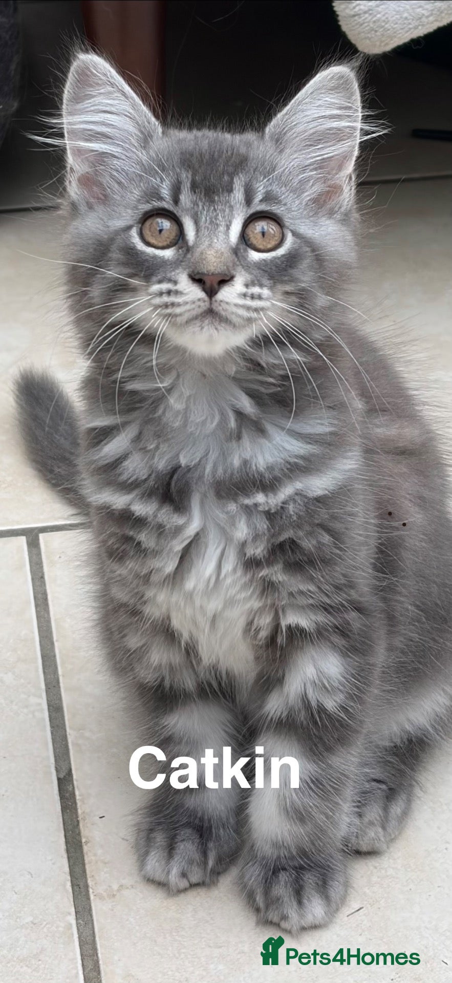 Mixed Breed cats Beautiful kittens! - Advert 1